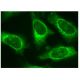MEK-3 Antibody (B-2) - Immunofluorescence - Image 156884 