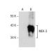 MEK-3 Antibody (B-2) - Western Blotting - Image 157536