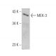 MEK-3 Antibody (B-2) - Western Blotting - Image 355245 