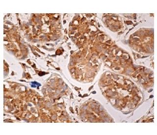 MEK-3 Antibody (B-5) - Immunohistochemistry - Image 161012 