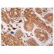 MEK-3 Antibody (B-5) - Immunohistochemistry - Image 161012 