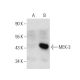 MEK-3 Antibody (B-5) - Western Blotting - Image 136495