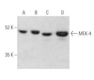 MEK-4 Antibody (G-6) - Western Blotting - Image 355474 