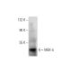 MEK-5 Antibody (E-3) - Western Blotting - Image 138504