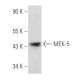 MEK-5 Antibody (E-3) - Western Blotting - Image 355780 