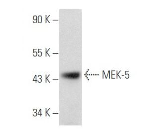 MEK-5 Antibody (E-3) - Western Blotting - Image 355780Each CRISPR/Cas9 Knockout (KO) Plasmid product consists of a pool of 3 plasmids designed to ensure identification and cleavage of a specific gene for maximum knockout efficiency. Each plasmid encodes a unique 20 nt sequence derived from the GeCKO (v2) library.
