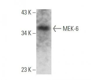 MEK-6 Antibody (C-1) - Western Blotting - Image 356348 