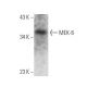 MEK-6 Antibody (C-1) - Western Blotting - Image 356348 