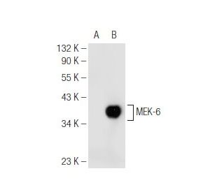 MEK-6 Antibody (D-8) - Western Blotting - Image 93664
