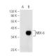 MEK-6 Antibody (D-8) - Western Blotting - Image 93664