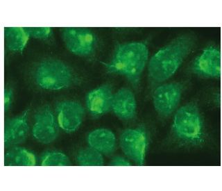 MEK-6 Antibody (G-12) - Immunofluorescence - Image 114215 