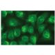 MEK-6 Antibody (G-12) - Immunofluorescence - Image 114215 