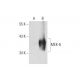 MEK-6 Antibody (G-12) - Western Blotting - Image 128529