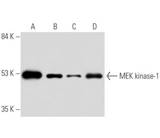 MEK kinase-1(2-8B-5E) - Western Blotting - Image 1842 