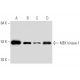 MEK kinase-1(2-8B-5E) - Western Blotting - Image 1842 