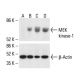 MEK kinase-1(2-8B-5E) - Western Blotting - Image 411823