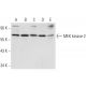 MEK kinase-2 Antibody (H-9) - Western Blotting - Image 301288 