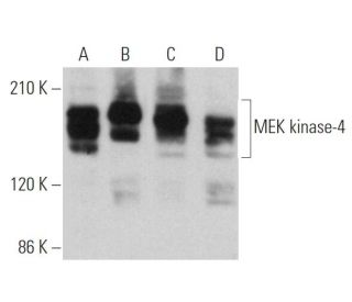 MEK kinase-4 Antibody (E-5) - Western Blotting - Image 360794 