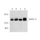 MEKK 15 Antibody (D-6) - Western Blotting - Image 324814