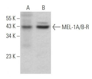 MEL-1A/B-R Antibody (B-8) - Western Blotting - Image 362099Each CRISPR/Cas9 Knockout (KO) Plasmid product consists of a pool of 3 plasmids designed to ensure identification and cleavage of a specific gene for maximum knockout efficiency. Each plasmid encodes a unique 20 nt sequence derived from the GeCKO (v2) library.