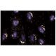 Mel-CAM Antibody (1) - Immunofluorescence - Image 60639