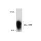 Mel-CAM Antibody (1) - Western Blotting - Image 137746 