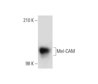 Mel-CAM Antibody (3H1869) - Western Blotting - Image 137744