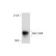Mel-CAM Antibody (3H1869) - Western Blotting - Image 137744