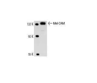 Mel-CAM Antibody (OJ79c MUC 18) - Western Blotting - Image 13495 