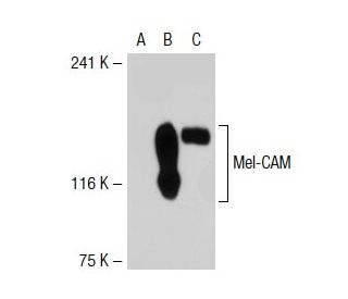 Mel-CAM Antibody (P1H12) - Western Blotting - Image 38267 