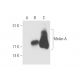 Melan-A Antibody (3H2639) - Western Blotting - Image 58143