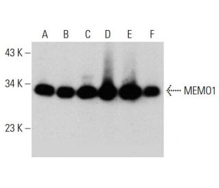 MEMO1 Antibody (AT1E9) - Western Blotting - Image 385131 