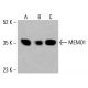 MEMO1 抗体 (AT1E9):sc-517412。HeLa (A)、K-562 (B) 和 HCT-116 (C) 全细胞裂解液中 MEMO1 表达的 Western blot 分析。所用检测试剂:m-IgG Fc BP-HRP:sc-525409。 MEMO1 Antibody (AT1E9) - Western Blotting - Image 416463