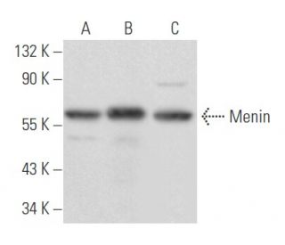 Menin Antibody (E-8) - Western Blotting - Image 355738