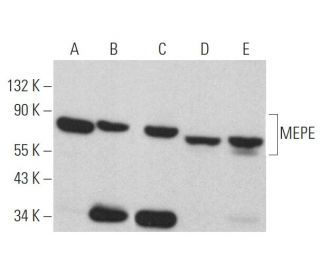 MEPE Antibody (B-6) - Western Blotting - Image 364164 