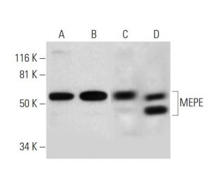 MEPE Antibody (F-7) - Western Blotting - Image 289979 