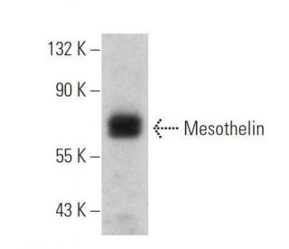 Mesothelin Antibody (B-3) - Western Blotting - Image 355244 