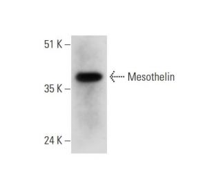 Mesothelin Antibody (C-3) - Western Blotting - Image 325122 