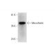 Mesothelin Antibody (C-3) - Western Blotting - Image 325122 