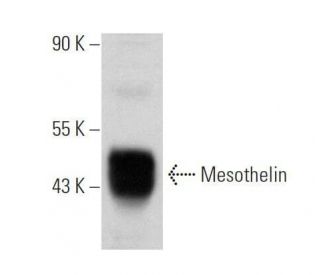 Mesothelin Antibody (G-1) - Western Blotting - Image 355239 