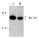 MESP1 Antibody (JH.12) - Western Blotting - Image 368189 
