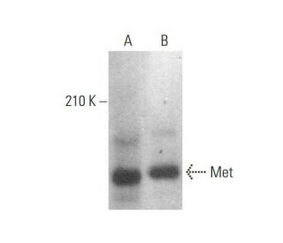 Met Antibody (D-4) - Western Blotting - Image 350742 