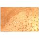 Met/Leu-enkephalin Antibody (NOC1/35) - Immunohistochemistry - Image 13411 
