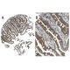 Met/Leu-enkephalin Antibody (NOC1/35) - Immunohistochemistry - Image 37678