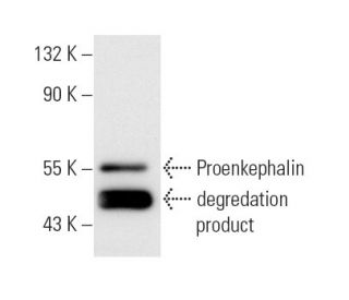 Met/Leu-enkephalin Antibody (NOC1/35) - Western Blotting - Image 11323 