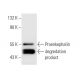 Met/Leu-enkephalin Antibody (NOC1/35) - Western Blotting - Image 11323 
