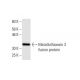 Metallothionein 3 Antibody (1F11) - Western Blotting - Image 348549
