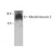 Metallothionein 3 Antibody (1F11) - Western Blotting - Image 384456 