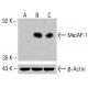 MetAP-1抗体(C-12):sc-514521。Western blot分析未处理HeLa(A)、化学处理HeLa(B)及HCT-116(C)全细胞裂解液中MetAP-1表达。β-肌动蛋白(C4): sc-47778作为加载对照。检测试剂:m-IgG Fc BP-HRP:sc-525409。 MetAP-1 Antibody (C-12) - Western Blotting - Image 415670