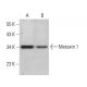 Metaxin 1 Antibody (G-7) - Western Blotting - Image 383706